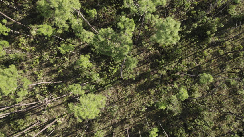 Everglades Slash Pine Rockland Aerial Landscape Descending