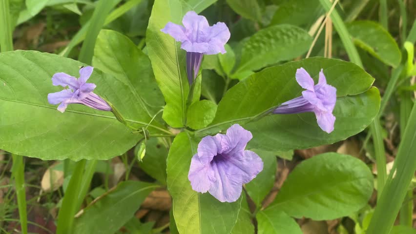 Beautiful Purple Flower in Backyard Garden 2