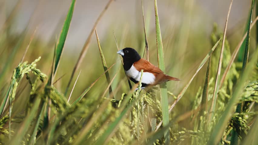 Tricolored Munia (Lonchura malacca) eating green rice grain in the farmland. 