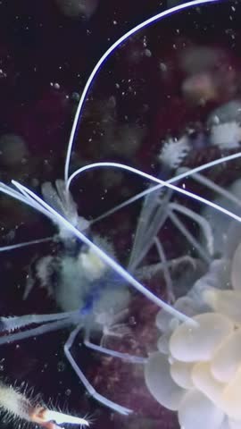 Discover the fascinating world of the Banded Coral Shrimp as it navigates through a vibrant coral reef, exhibiting its unique behaviors against a backdrop of stunning marine life and corals.