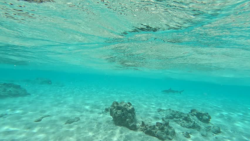 Blacktip Reef Shark (Carcharhinus melanopterus) swims in shallow water over sandy seabed with rocks. View also captures tropical island with sandy beach above the water. Filmed in the Maldives.