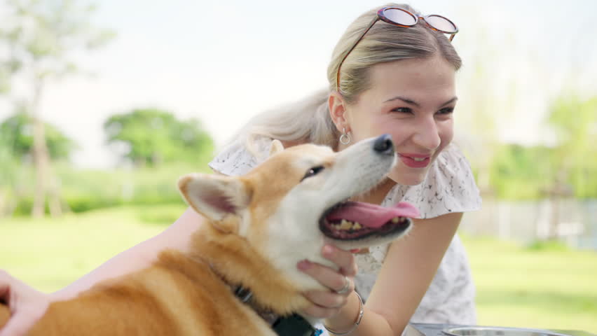 Happy woman playing with cute Shiba Inu dog breed at pets friendly dog park. Domestic dog with owner enjoy outdoor active lifestyle on summer holiday vacation. Pet humanization and pet parent concept.