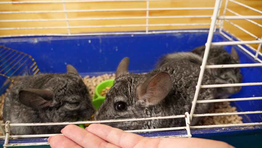 People care for and play with chinchillas.