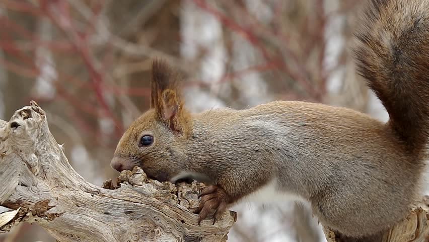 Hokkaido Squirrel looking for food