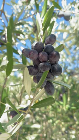 Close-up olive branch with big bunch of dark olives swaying in the wind, Healthy eating concept, olive oil concept, vertical
