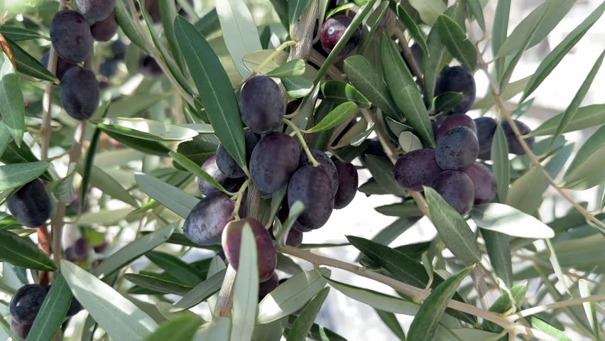 Close-up olive branch with big bunch of dark black olives swaying in the wind, Healthy eating concept, olive oil concept