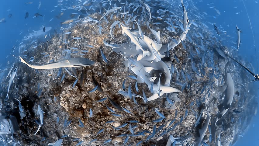 Awe inspiring underwater scene capturing frenzy of sharks feeding amidst swirling shoal of fish in depths of ocean. A dramatic snapshot of marine life behavior and natural predator-prey dynamics