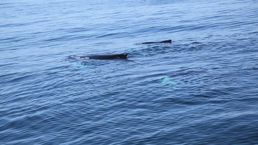 Three humpback whales viewed from ship in open sea  