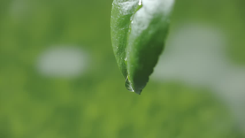 Slow motion macro shot of water droplet falling from fresh green leaf. Alternative herb skin care medicine concept. Herbal essence dropping from leaf. Organic serum drop or green tea tree oil extract