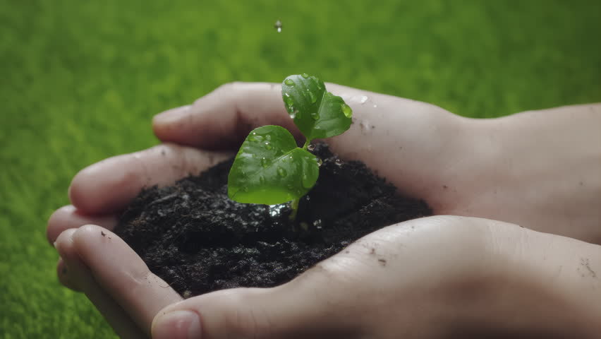 Woman hands holding green seedling. Water drops falling on a sprout leaves over soil in slow motion. New eco life and waste concept. Plastic free. Earth day. ESG nature environment save. Nature caring