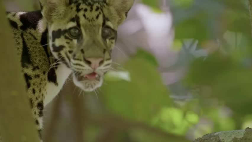 a rear clouded leopard cub