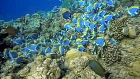 Explore the enchanting underwater world, witnessing a vibrant school of blue surgeonfish swimming through a colorful coral reef, showcasing the beauty and diversity of marine life below the surface - Powered by Shutterstock - Get 15% off with code: PIKWIZARD15