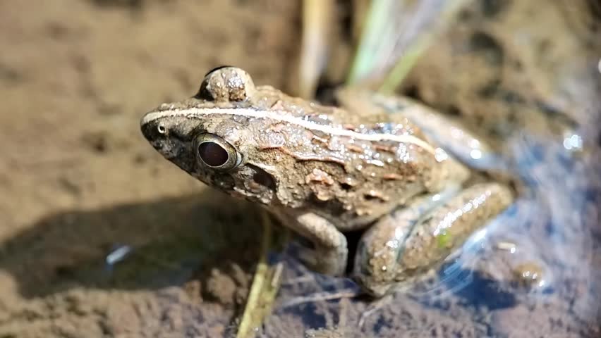The rice field frog is an amphibian that lives in rice fields, swamps, ditches and gutters. Its scientific name is Fejervarya cancrivora, other names are marsh frog or crab-eating frog.