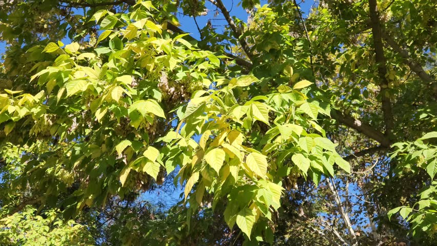 A branch of the Boxelder (Acer negundo) tree in a park in autumn