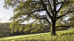 An oak tree in the English countryside during the golden hour, illuminated by the warm glow of the sunset. Its branches stretch wide, casting soft shadows over the green field and fence below. - Powered by Shutterstock - Get 15% off with code: PIKWIZARD15