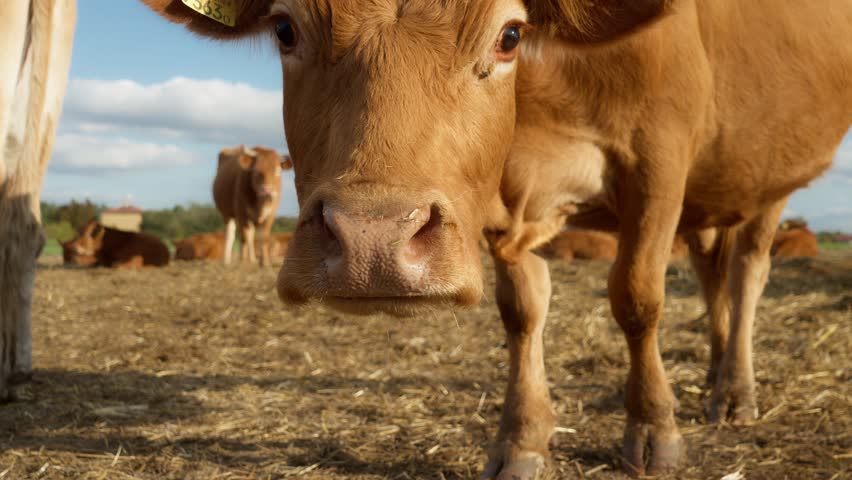 A curious cow with a cattle tag on her ear carefully sniffs the camera with her nose and looks around with interest. The muzzle of a purebred French Limousine beef cow in a picturesque pasture.