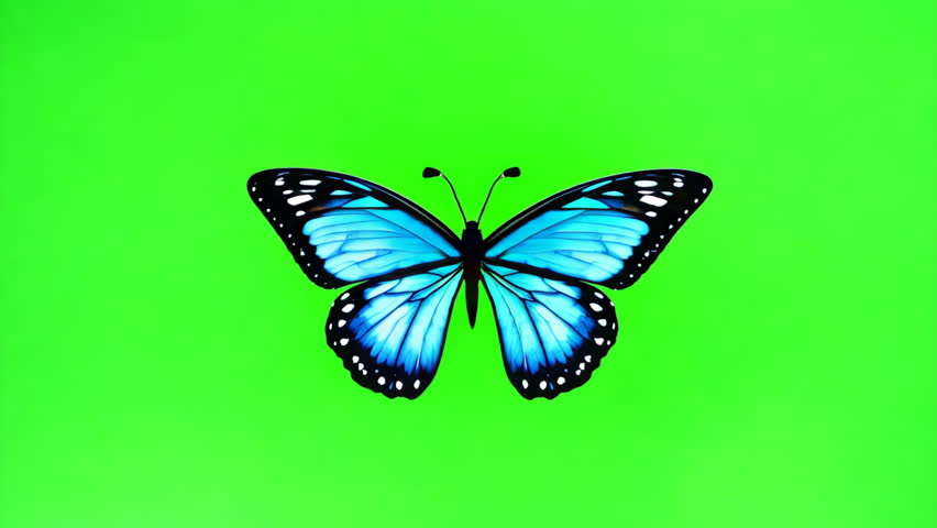 One stunning common northern blue butterfly rests green screen background. Cute alone beautiful insect lady close up sit still chroma key backdrop wave wings. Isolated chromakey closeup overlay.