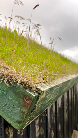 Turf grass rooftop blows in the breeze. Green roofs are commonly seen in the Faroe Islands, they can last 70-80 years when properly cared and they provide excellent insulation. Nólsoy, Faroe Islands.