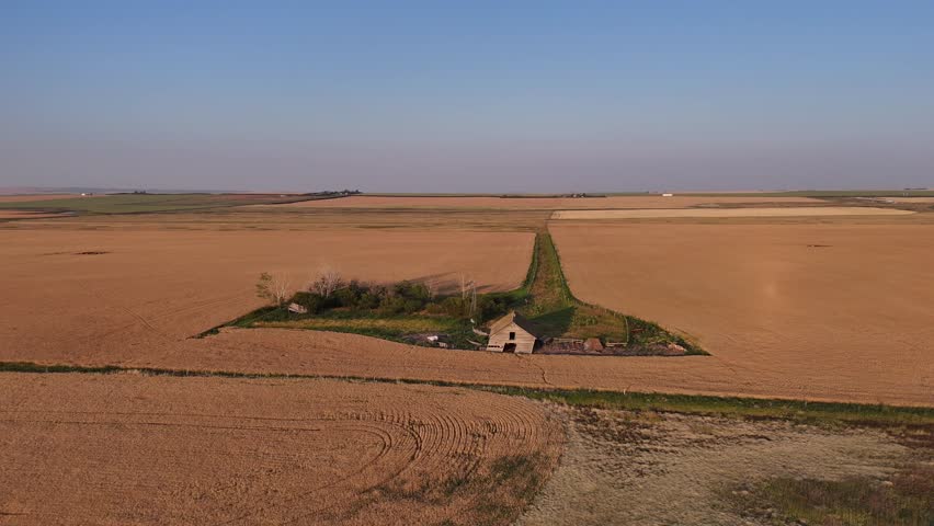 Abandoned homestead on the Canadian prairies during golden hour overlooking wheat fields aerial 4k shot.