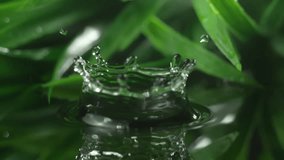 Slow motion macro shot of water droplet falling from fresh green leaf. Alternative herb skin care medicine concept. Herbal essence dropping from leaf. Organic serum drop or green tea tree oil extract - Powered by Shutterstock - Get 15% off with code: PIKWIZARD15