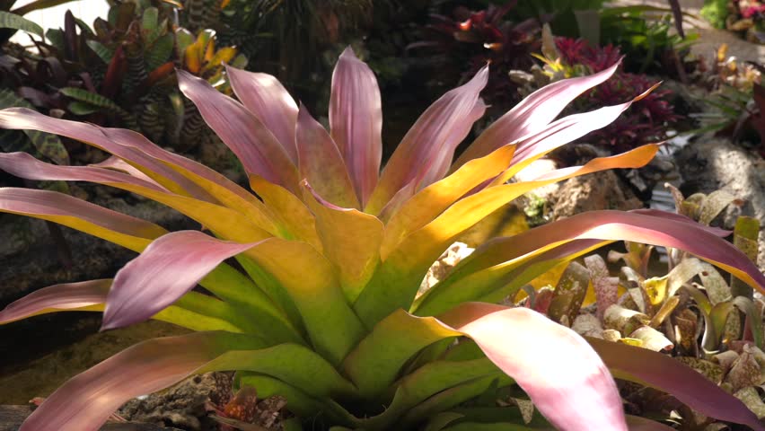Vibrant tropical plant pink yellow leaves exotic garden. Nature and Botany.