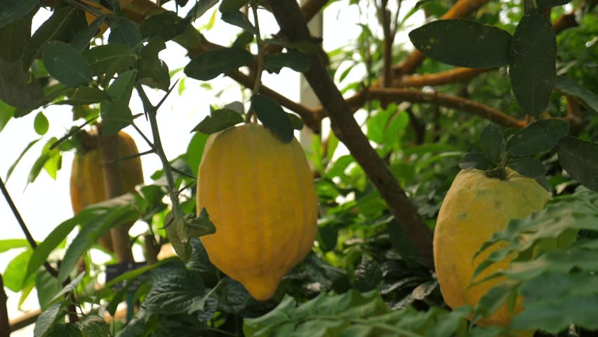 Large yellow lemons Citron citrus medica tree lush garden. Eco-friendly Agriculture.