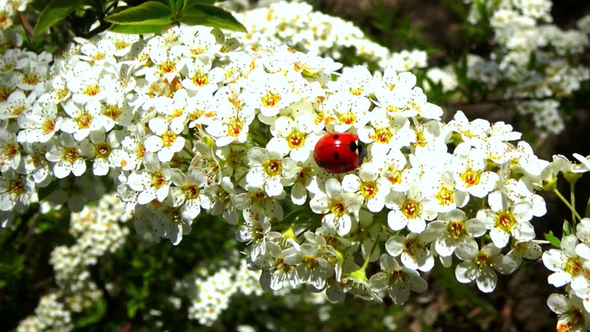 Ladybird beetles Coccinella septempunctata - red predatory beetle sits on white flowers of spirea, Ukraine