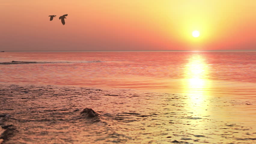 Cloudless sky. Multi-colored sunrise over the sea. Silhouettes of two birds fly