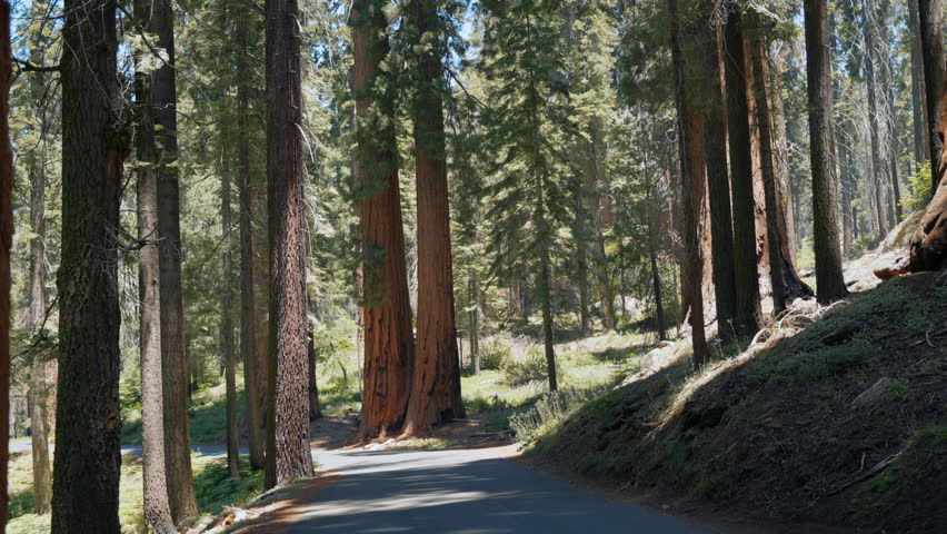 Giant sequoia trees, Sequoia and Kings Canyon National Parks, California, USA. Giant tree closeup in Sequoia National Park. Trail through redwoods in Muir Woods National Monument near, California, USA