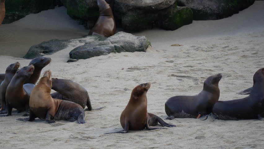 Sea lions on the rock. Playful wild eared seals crawling near pacific ocean on rock in La Jolla. Cute sleepy wildlife animals. Protected marine mammals in natural habitat, San Diego, California, USA
