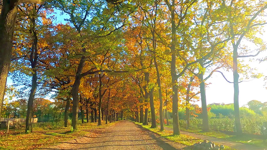 A stunning and beautiful fall pathway that is beautifully lined with vibrant trees proudly showcasing autumn colors