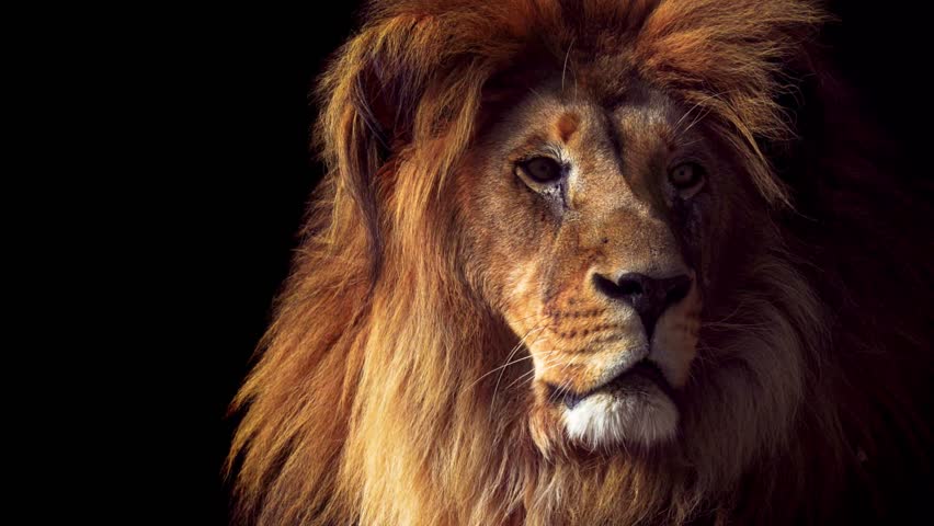 Striking portrait of a majestic lion against a dark background, emphasizing its powerful features and regal presence. Ideal for wildlife art, animal photography, and showcasing the beauty of big cats.