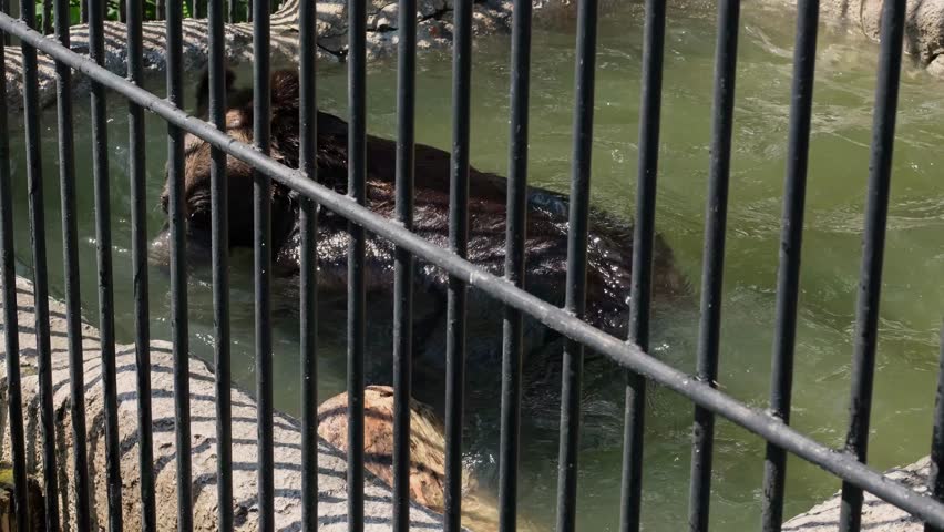 	A brown bear plays with a log in the zoo