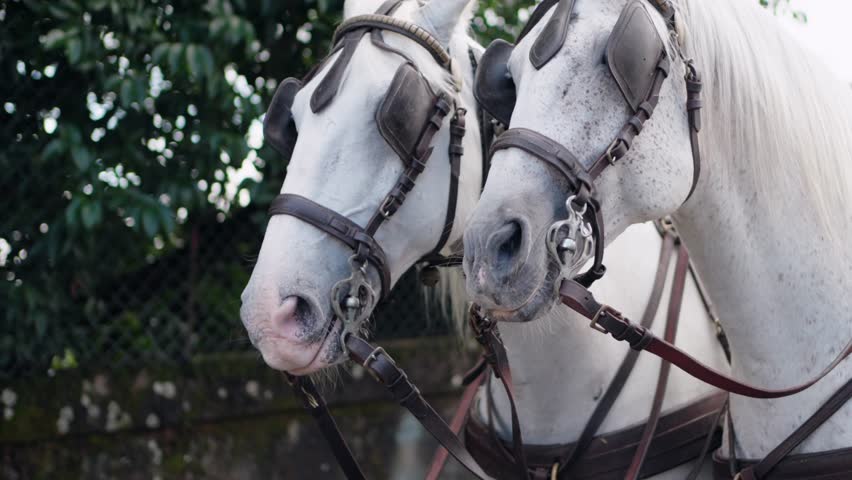Two white horses in harnesses standing together, prepared for a carriage pull
