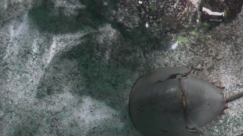 The Atlantic horseshoe crab (Limulus polyphemus)