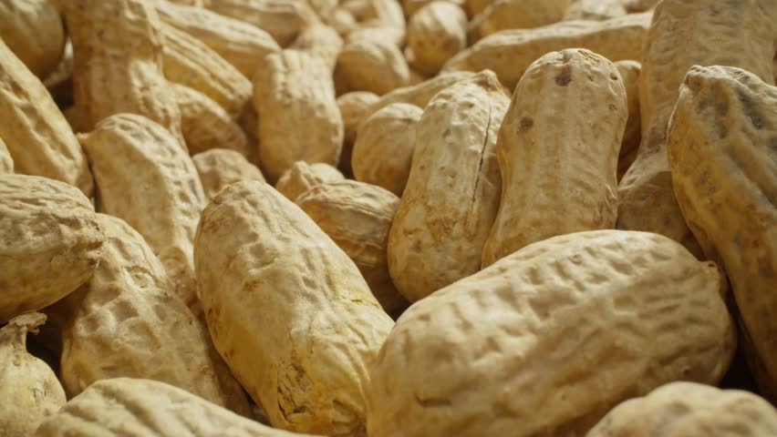 Unpeeled peanut pile. Dolly shot. Healthy food concept. Shelled nut. Natural vegetarian food. Camera slide over nuts with macro lens. Fresh nut harvest. Farming concept. Raw peanuts. Close-up in 4K