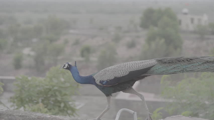The Indian national bird Peacock also known as the common peafowl 
Flying peacock 
Slow Motion Raw video footage for 
matching on your project colour Grading