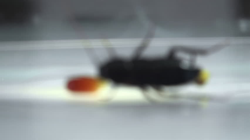 Huge cockroach captive in artificial transparent environment, gives birth to a capsule, artificial lighting