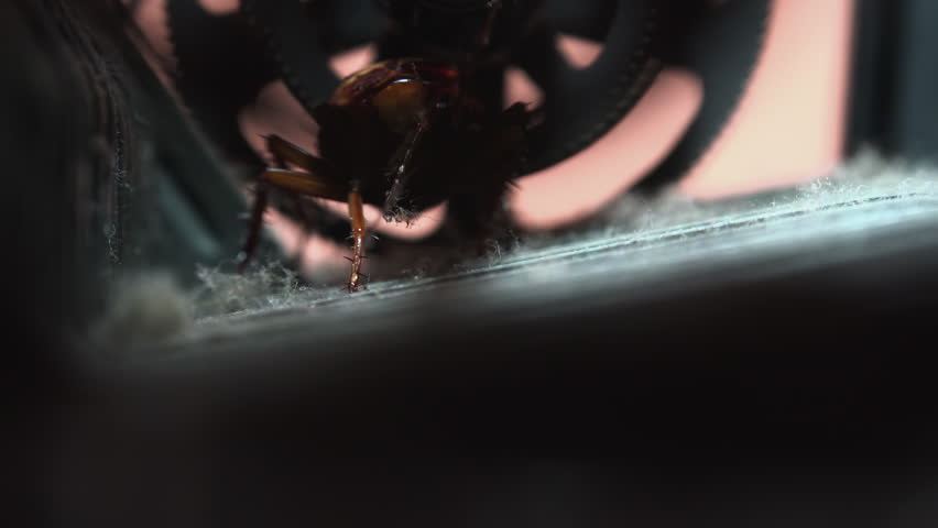 Massive cockroach, Periplaneta americana, hidden in an old and dusty mechanisms, close up