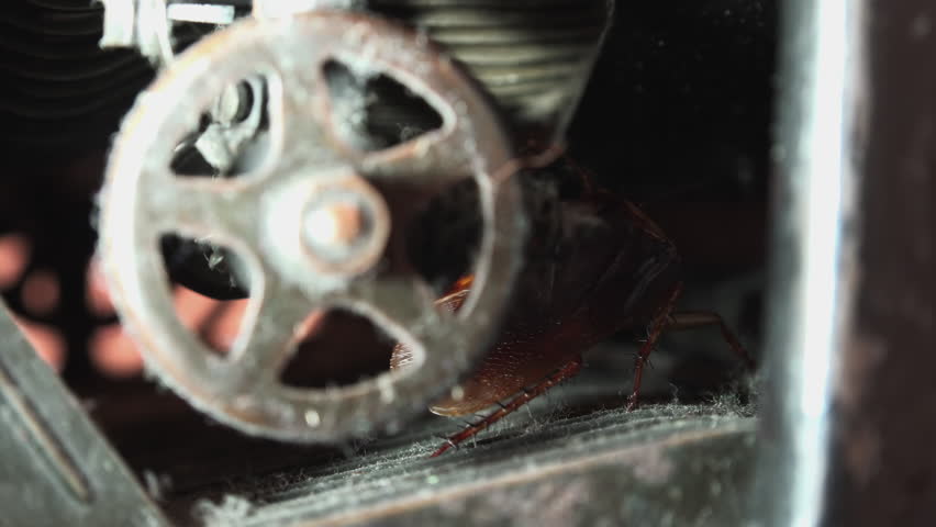 Massive cockroach, Periplaneta americana, hidden in an old and dusty mechanisms, close up