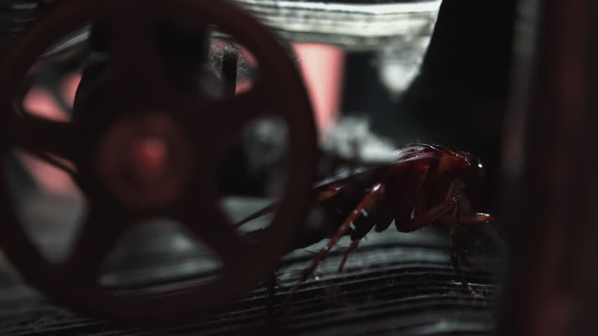 Massive cockroach, Periplaneta americana, hidden in an old and dusty mechanisms, close up
