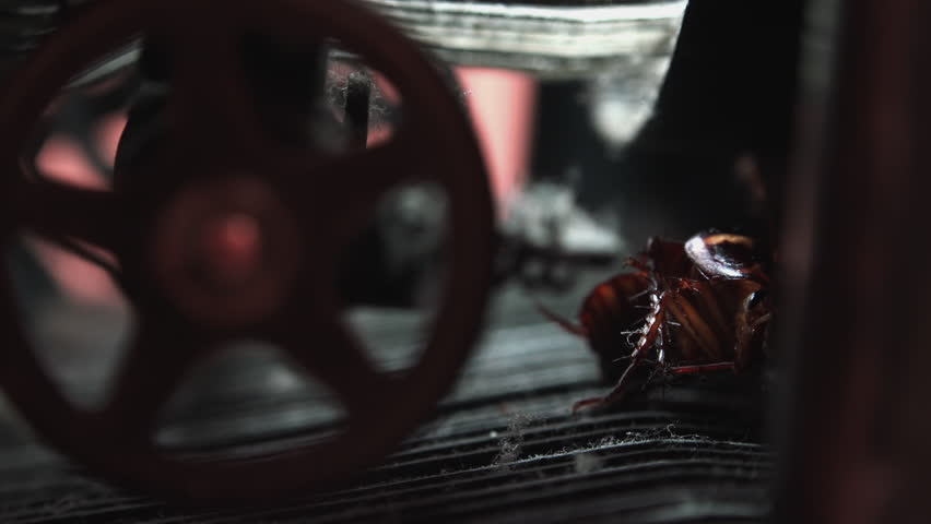 Massive cockroach, Periplaneta americana, hidden in an old and dusty mechanisms, close up