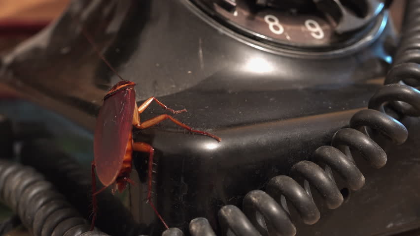 Massive cockroach, Periplaneta americana, exploring space with antique and old objects