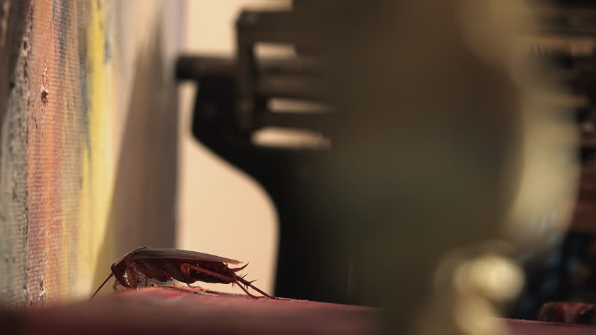 Massive cockroach, Periplaneta americana, exploring space with antique books and old objects