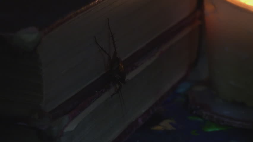 Massive cockroach, Periplaneta americana, exploring space with antique books and old objects