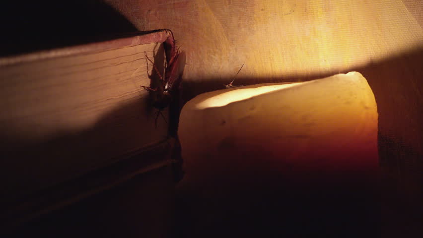 Massive cockroach, Periplaneta americana, exploring space with antique books and old objects
