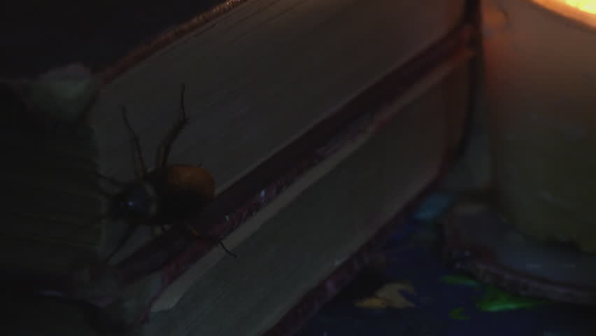 Massive cockroach, Periplaneta americana, exploring space with antique books and old objects