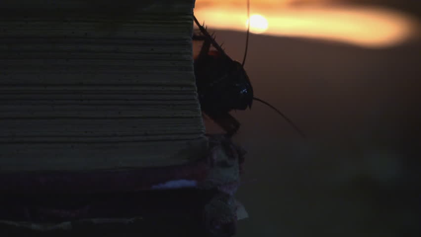 Massive cockroach, Periplaneta americana, exploring space with antique books and old objects