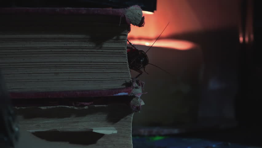 Massive cockroach, Periplaneta americana, exploring space with antique books and old objects