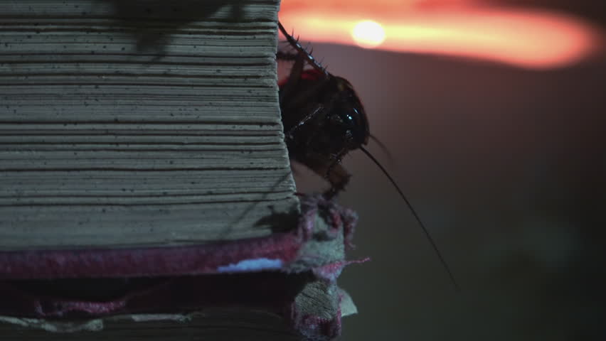 Massive cockroach, Periplaneta americana, exploring space with antique books and old objects